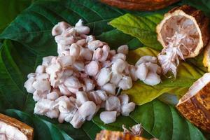 mazorcas de cacao frescas y granos de cacao frescos sobre fondo de hoja de cacao. foto