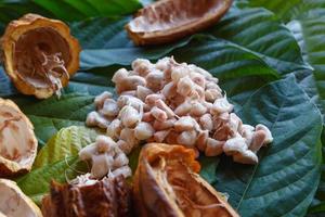 Fresh cocoa pods and fresh cocoa beans on cocoa leaf background. photo