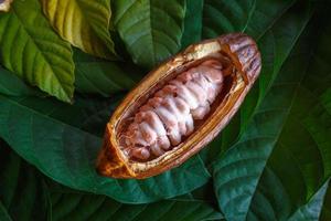 mazorcas de cacao frescas y granos de cacao frescos sobre fondo de hoja de cacao. foto