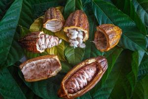 Fresh cocoa pods and fresh cocoa beans on cocoa leaf background. photo