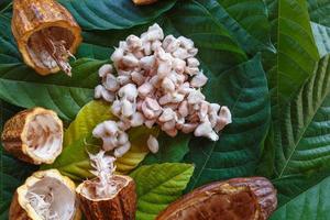Fresh cocoa pods and fresh cocoa beans on cocoa leaf background. photo