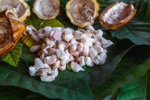Fresh cocoa pods and fresh cocoa beans on cocoa leaf background. photo