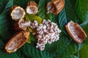 Fresh cocoa pods and fresh cocoa beans on cocoa leaf background. photo