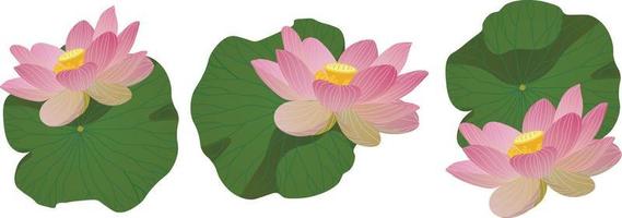 Set of lotus flowers and lotus leaves on a white background.Realistic. vector