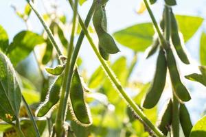 Green soybean plants photo