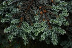 Brotes jóvenes de abeto azul en la primavera foto