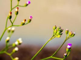 pequeña flor de hierba de hierro en la luz de la mañana foto