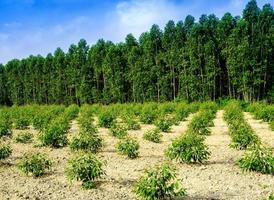 Hilera de árboles de eucalipto de crecimiento en la plantación foto