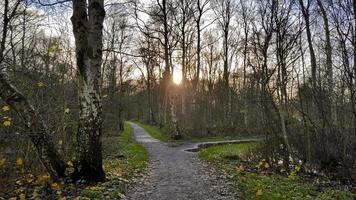 puesta de sol en el bosque. rayos de sol entre los árboles, leherheide. foto