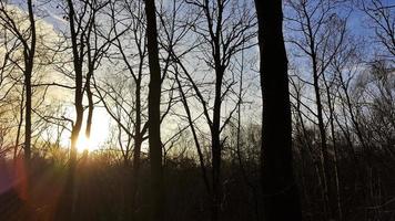 Sunset in the forest. Sun rays between the trees, Bremerhaven. photo