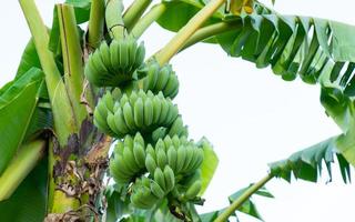 Green bananas on tree photo