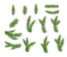 Collection Set of Realistic Fir Branches for Christmas Tree, Pine. vector