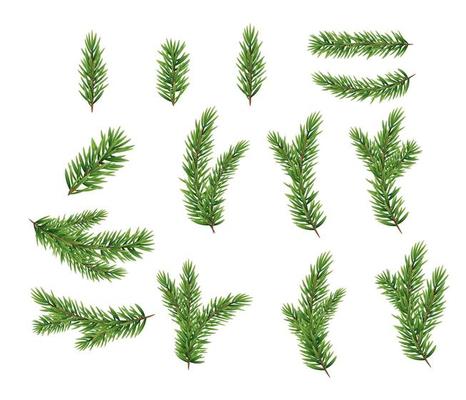 Winter greenery pine branch Royalty Free Vector Image