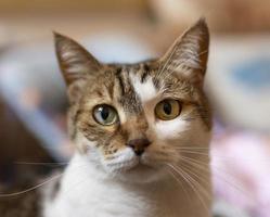 hermoso gato con ojos diferentes. resolución y hermosa foto de alta calidad