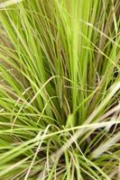 Close up lemon grass in garden photo