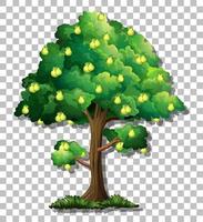 Pear tree isolated vector