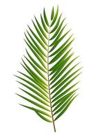 Palm Tree Leaf Silhouette Isolated on White Background vector