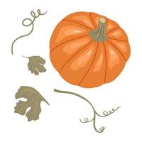 Pumpkin with stems and leaves isolated on white background. Vector