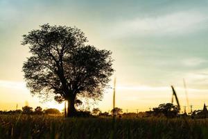 Fondo de naturaleza de gran árbol y puesta de sol foto