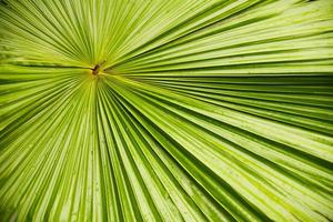 Big green leaves under the sunshine photo