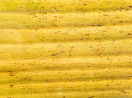 El color amarillo y la textura de las hojas viejas del árbol de plátano. foto