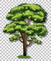 árbol de guayaba aislado vector