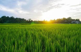 Landscape Green rice field rainy season photo