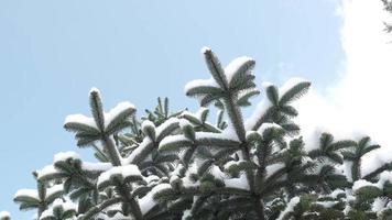 Snowy Fir Tree and Sunny Blue Sky In Slow Motion video