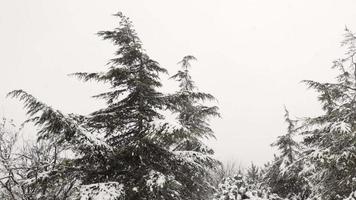 Spruce Trees and Snowing Flaky In Slow Motion video