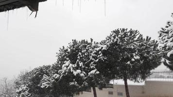 pinos y nevando en cámara lenta video