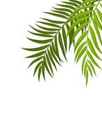 Beautiful Palm Tree Leaf  Silhouette Background Vector Illustration