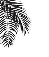 Beautiful Palm Tree Leaf  Silhouette Background Vector Illustration