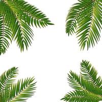 Beautiful Palm Tree Leaf  Silhouette Background Vector Illustration