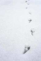 Bird footprint tracks snow photo