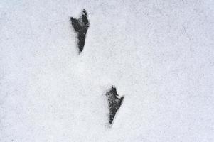 Bird footprint tracks snow photo