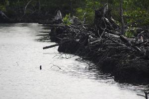 Mangroves that have been cut and burned photo
