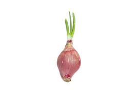 Close-up shallot onions isolate on white background photo