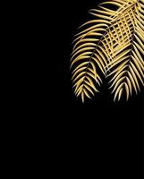 Beautiful Palm Tree Leaf Silhouette Background vector