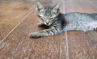 gato tendido sobre un piso de madera con adorable cara graciosa seria. foto