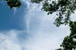 rama de árbol con fondo de cielo azul en la naturaleza foto