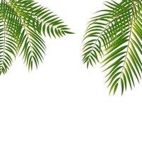 Beautiful Palm Tree Leaf Silhouette Background vector