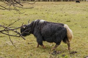 Yak eating grass in Pudacuo national park in Shangri La, Yunnan China photo