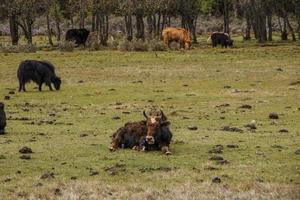 Yak comiendo hierba en el parque nacional pudacuo en shangri la, yunnan china foto