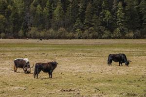 Yak comiendo hierba en el parque nacional pudacuo en shangri la, yunnan china foto