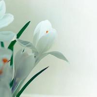 Closeup view of white crocus flowers in bloom, instagram square format photo
