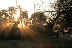 Golden Rays at Dawn photo