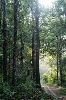 Path amidst Tall trees photo