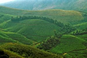 Mountainous Tea Garden photo