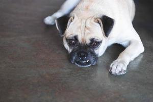 Pug dog looking outside on floor and waiting for owner photo