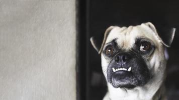 Pug dog looking up and waiting for owner coming home photo